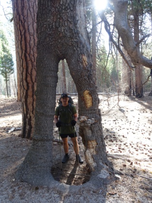 There's no shortage of interesting trees and large Sequoia in the first couple miles out of Road's End.